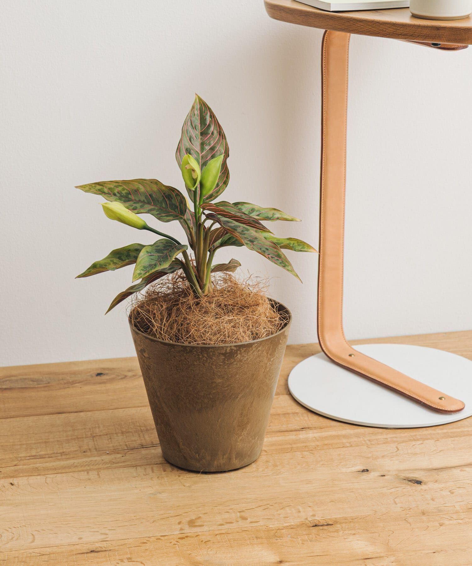 URBAN RESEARCH DOORS「amabro　ART STONE SS BR」|フィギュア・ホビー|