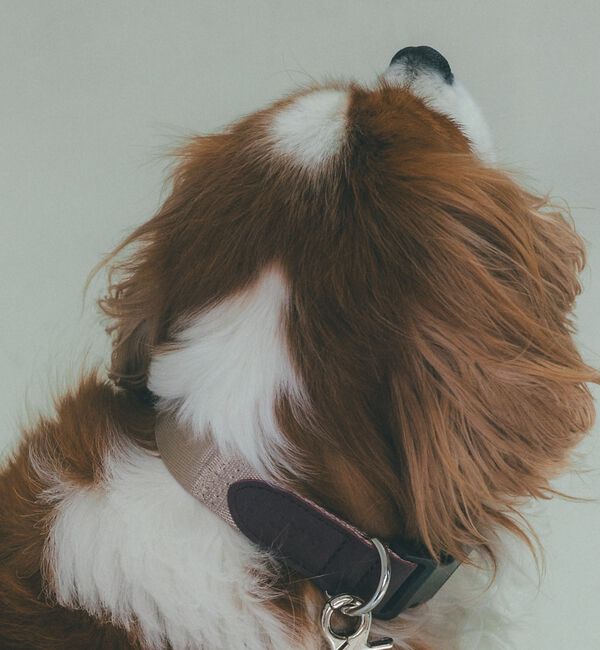 LOWELL things「MATIE/中型犬/首輪【Direction by 有末 麻祐子】」|その他|