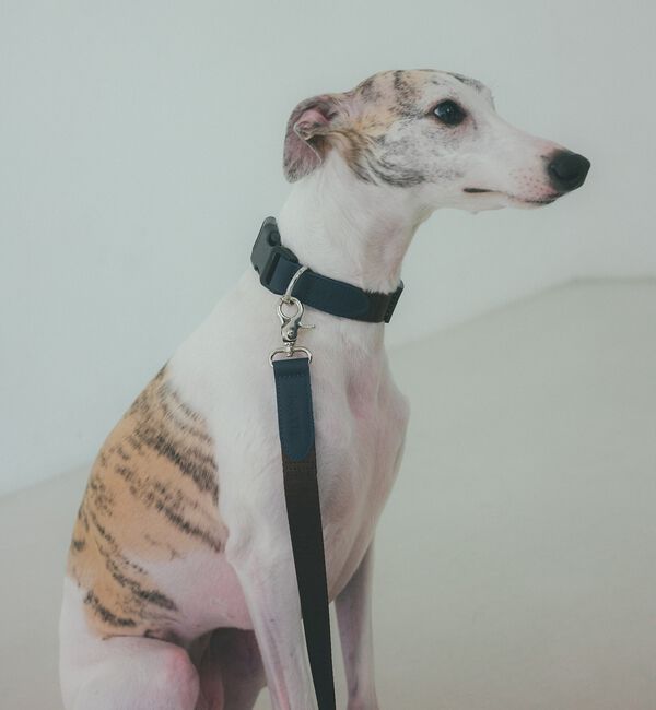 LOWELL things「MATIE/中型犬/ショートリード【Direction by 有末 麻祐子】」|その他|