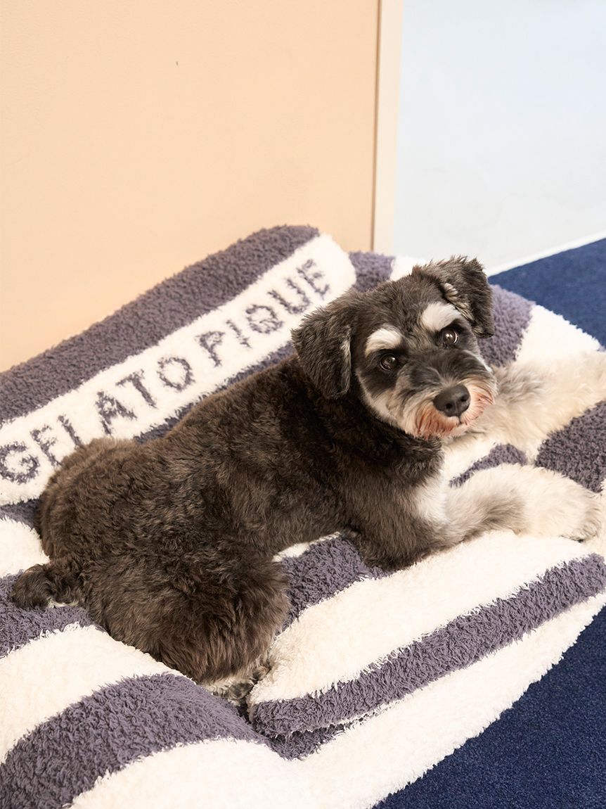  GELATO PIQUE CAT&DOG「【CAT&DOG】ジェラートソファ型ベッドL」|その他|