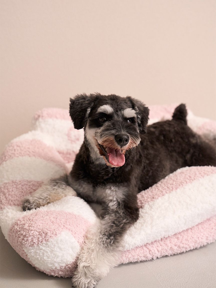  GELATO PIQUE CAT&DOG「【CAT&DOG】ジェラートソファ型ベッドL」|その他|