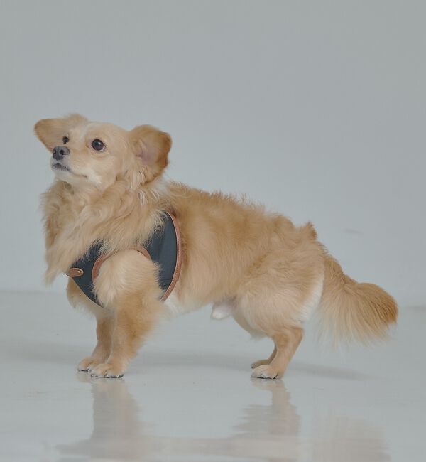 LOWELL things「MATIE/ハーネス(S/M/L)【Direction by 有末麻祐子】」|その他|