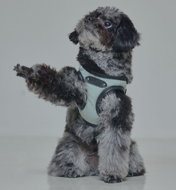 LOWELL things「MATIE/ハーネス(S/M/L)【Direction by 有末麻祐子】」|その他|