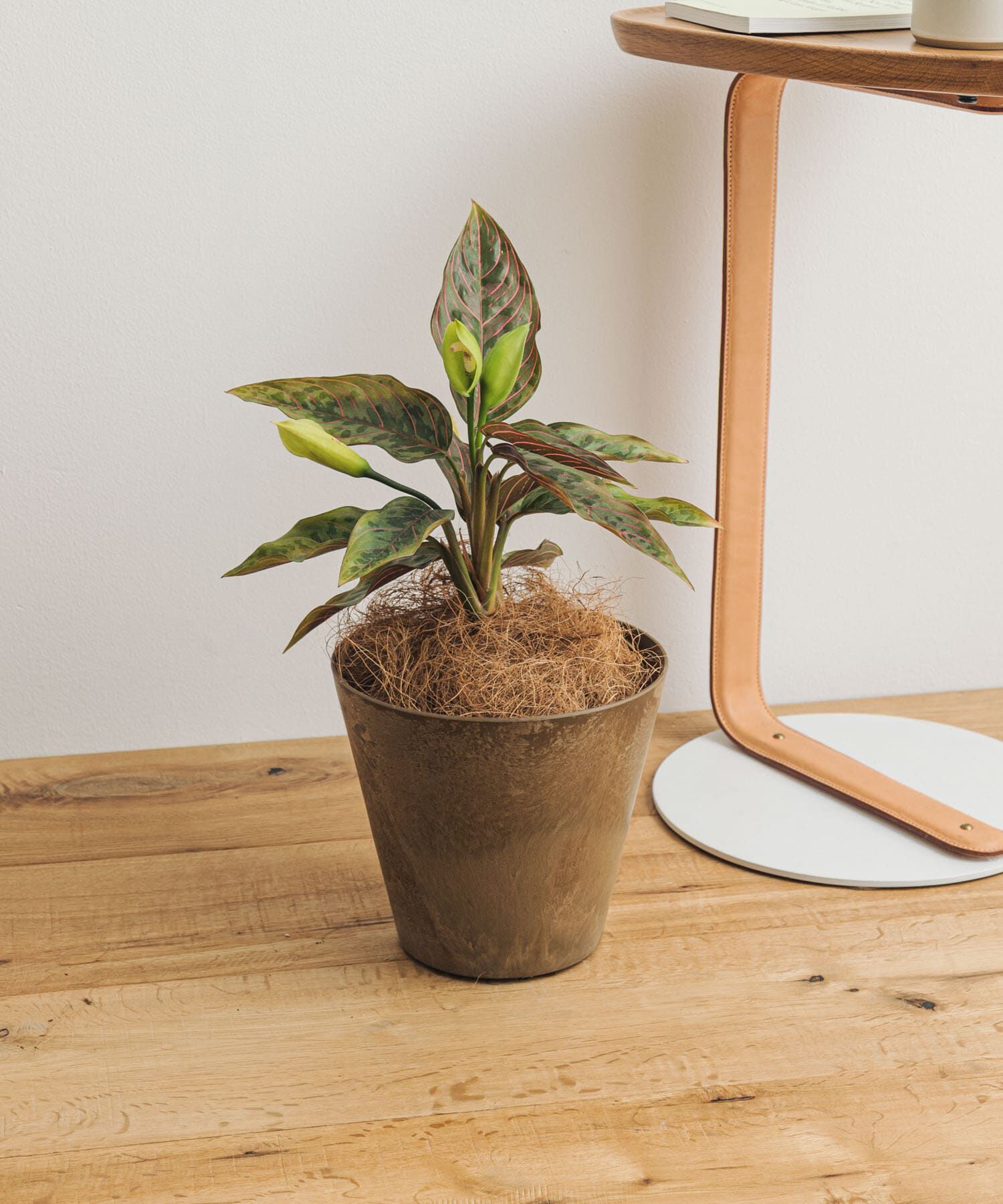 URBAN RESEARCH DOORS「amabro　ART STONE SS BR」|フィギュア・ホビー|