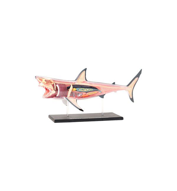 BEAMS「4D MASTER / ANIMAL ANATOMY」|その他|