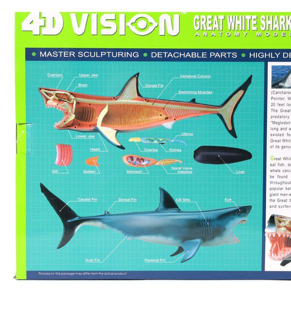 BEAMS「4D MASTER / ANIMAL ANATOMY」|その他|