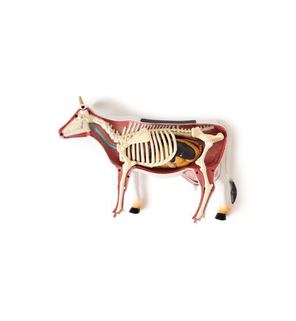 BEAMS「4D MASTER / ANIMAL ANATOMY」|その他|