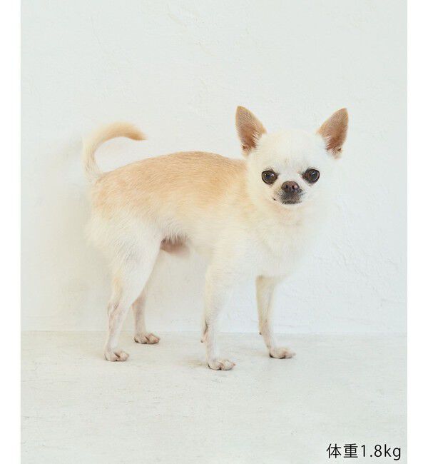 ROPE PICNIC PASSAGE「【DOG】【comif(コミフ)&times;ROPE' PICNIC】バースデーセット」|その他|