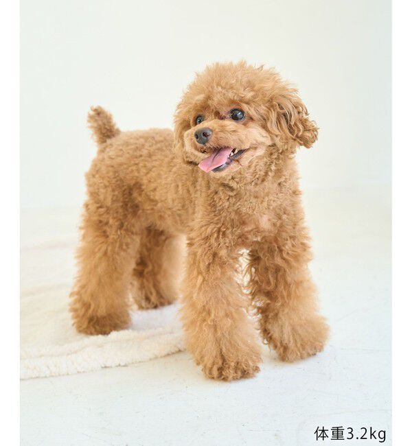 ROPE PICNIC PASSAGE「【DOG】【comif(コミフ)&times;ROPE' PICNIC】バースデーセット」|その他|