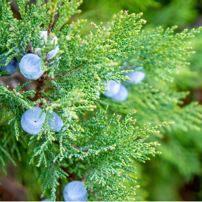 BACKYARD FAMILY「木製品 手入れ セット 通販 日本製 木材 ワックス 木に塗る オイル ヒノキの香り」|その他|