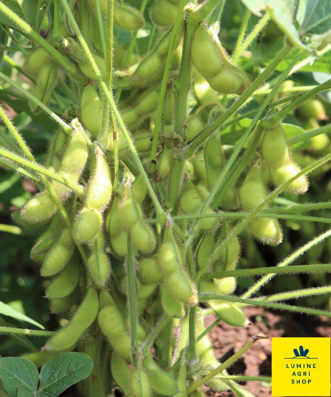 LUMINE AGRI SHOP「山形の夏を楽しむ だだちゃ豆 200g x5P+塩」|果物・野菜|