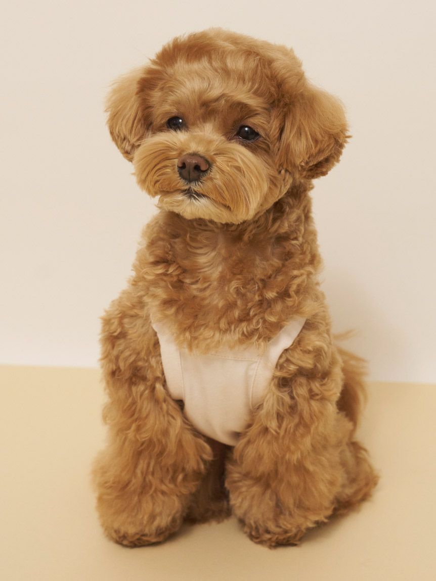  GELATO PIQUE CAT&DOG「【CAT&DOG】【接触冷感】サマーベア柄プルオーバー」|その他|