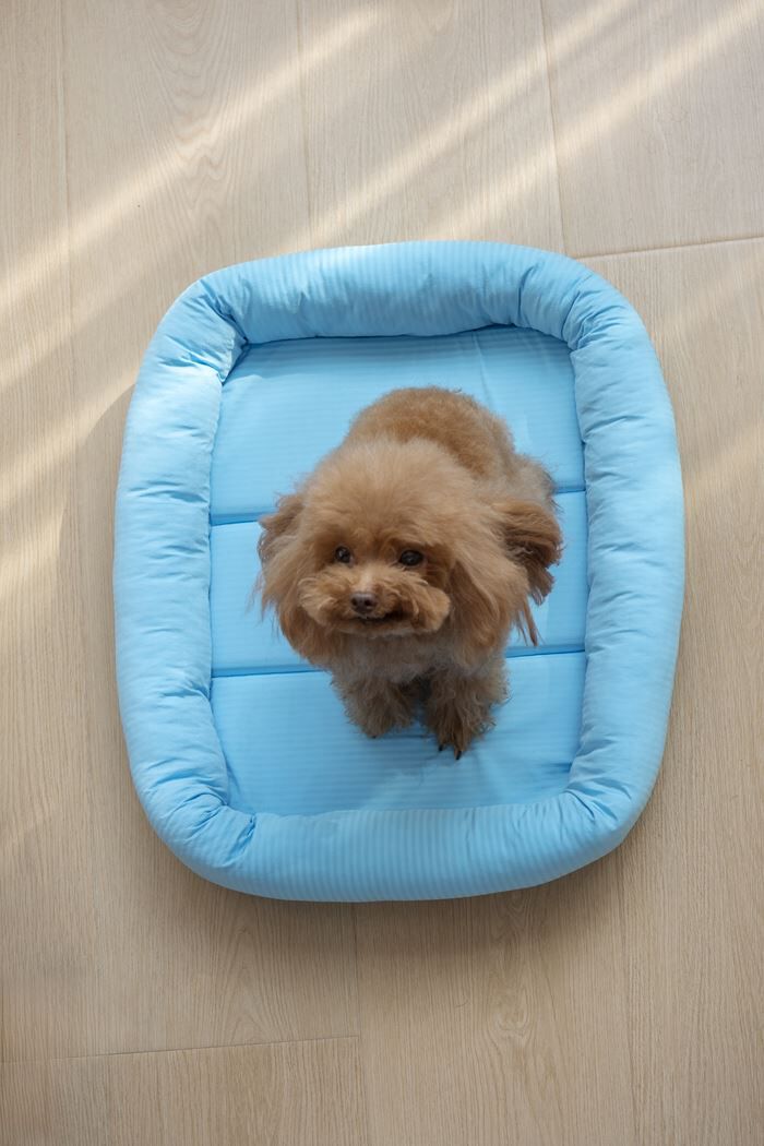 BACKYARD FAMILY「ペットベット ひんやり 通販 スクエアペットベッド スクエア クールパッド ペットマット」|その他|