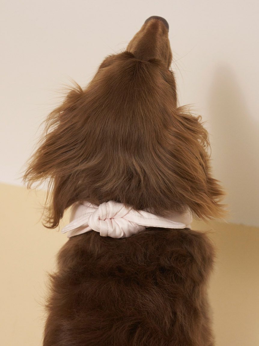  GELATO PIQUE CAT&DOG「【CAT&DOG】サマーベア柄保冷剤入れバンダナ」|その他|