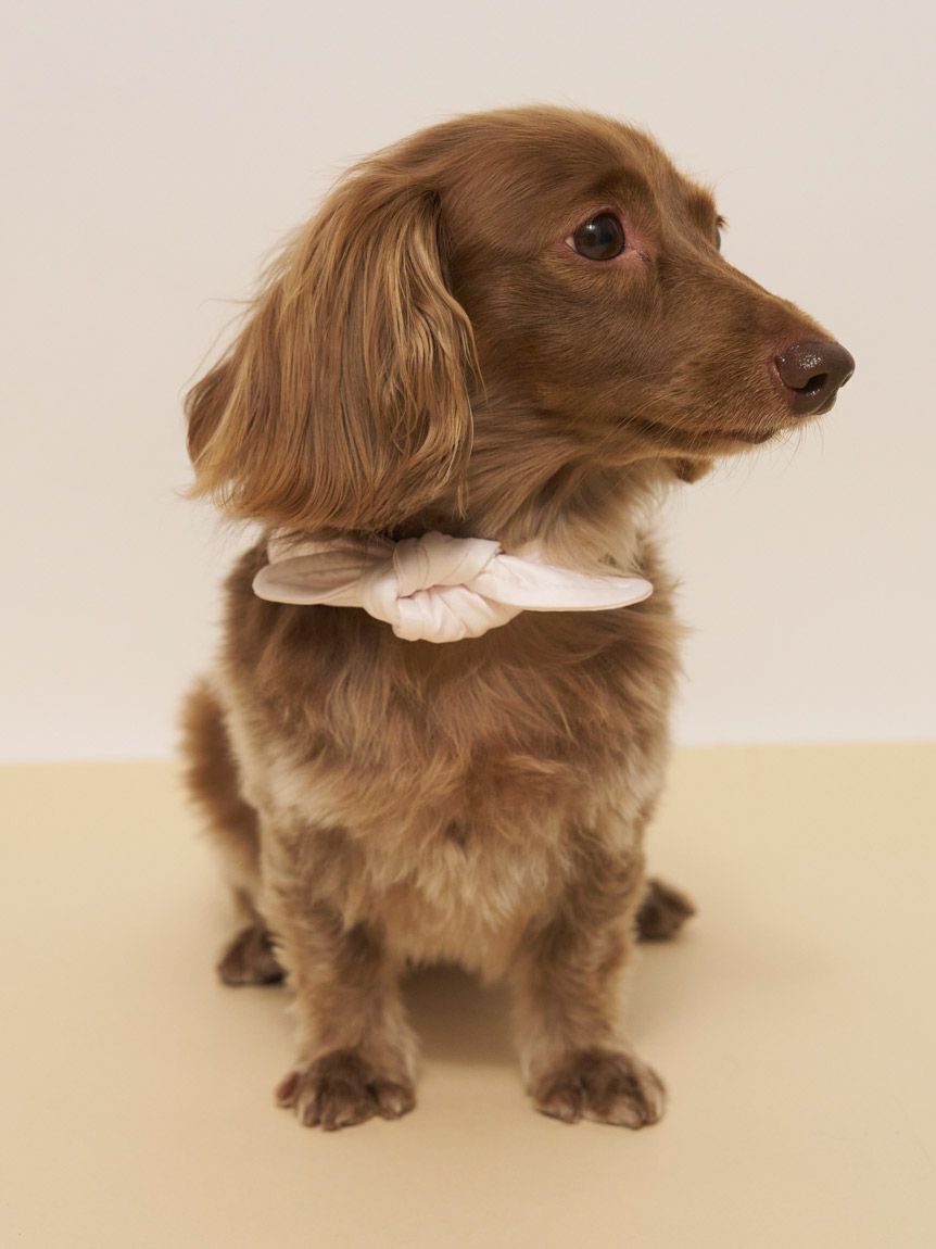  GELATO PIQUE CAT&DOG「【CAT&DOG】サマーベア柄保冷剤入れバンダナ」|その他|