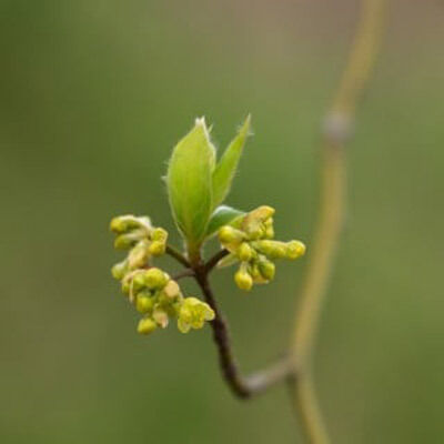 「THERA 和精油京都京北黒文字 京都京北黒文字 本体/京都京北黒文字 (5mL)」|その他|