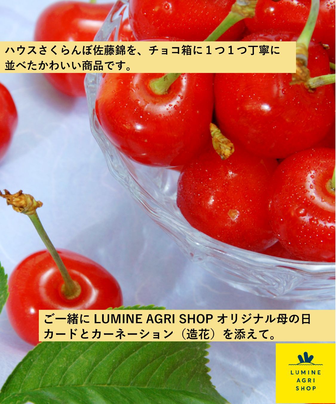 LUMINE AGRI SHOP「《母の日ギフト》さくらんぼbox（セレクト）」|果物・野菜|