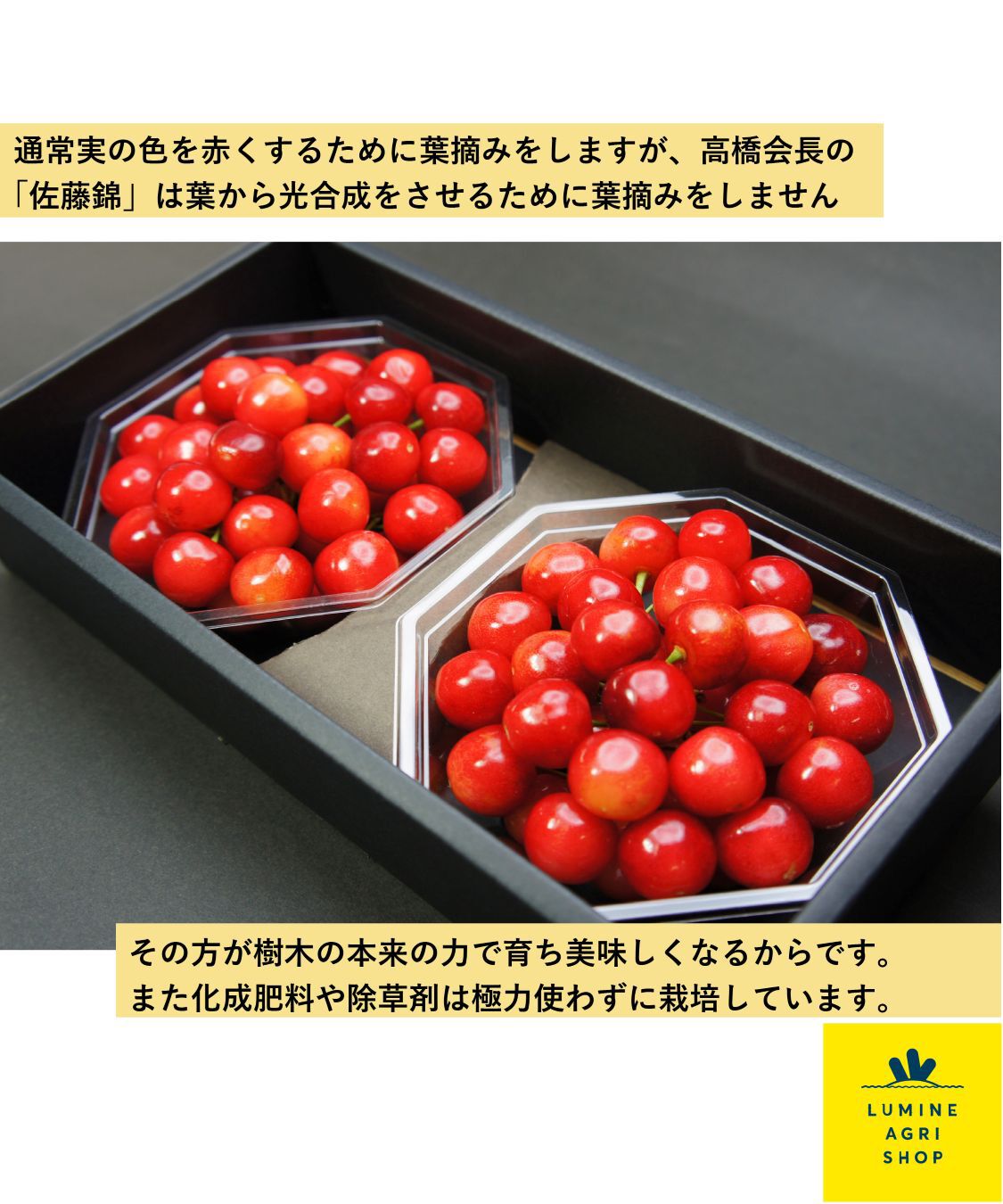 LUMINE AGRI SHOP「【L-FARMERS】高橋会長の自信作さくらんぼ！佐藤錦2P」|果物・野菜|
