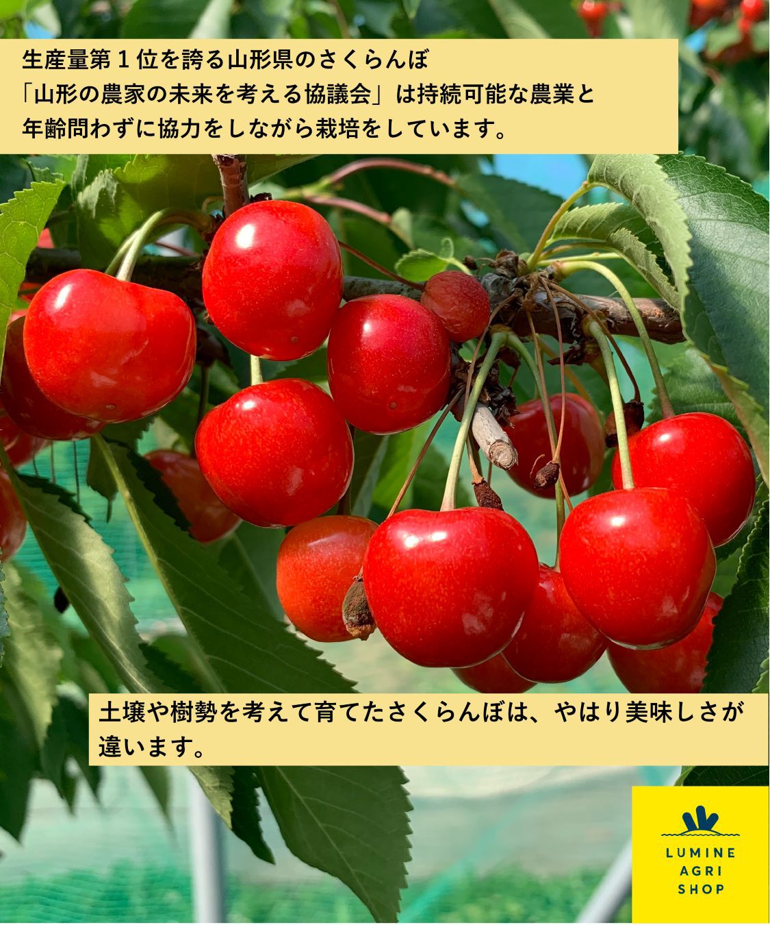 LUMINE AGRI SHOP「【L-FARMERS】化粧箱入山形直送！さくらんぼ1箱」|果物・野菜|