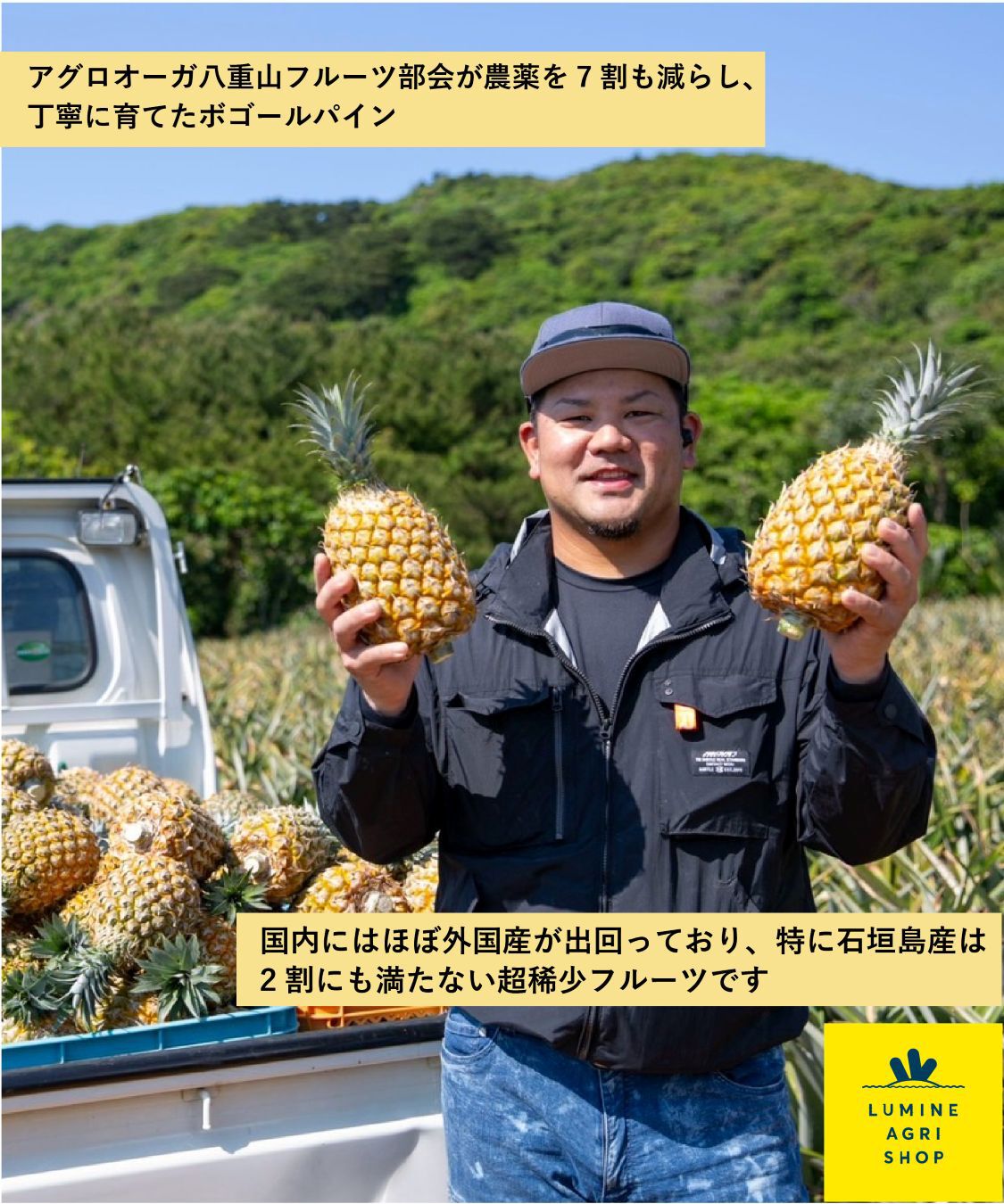 LUMINE AGRI SHOP「【L-FARMERS】ちぎって食べる！石垣島スナックパイン」|果物・野菜|