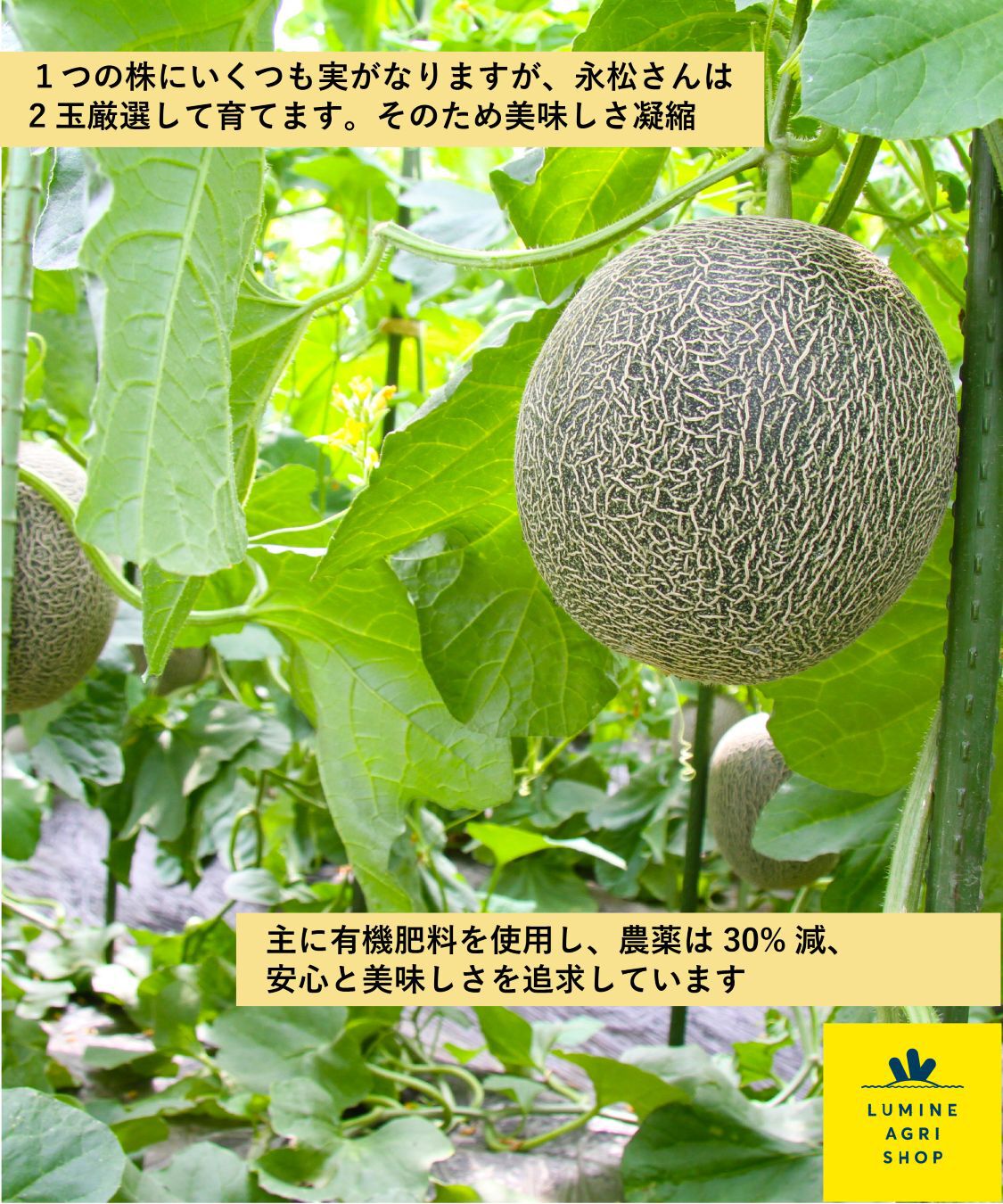LUMINE AGRI SHOP「とろける甘さ！永松さんの肥後グリーンメロン1玉」|果物・野菜|