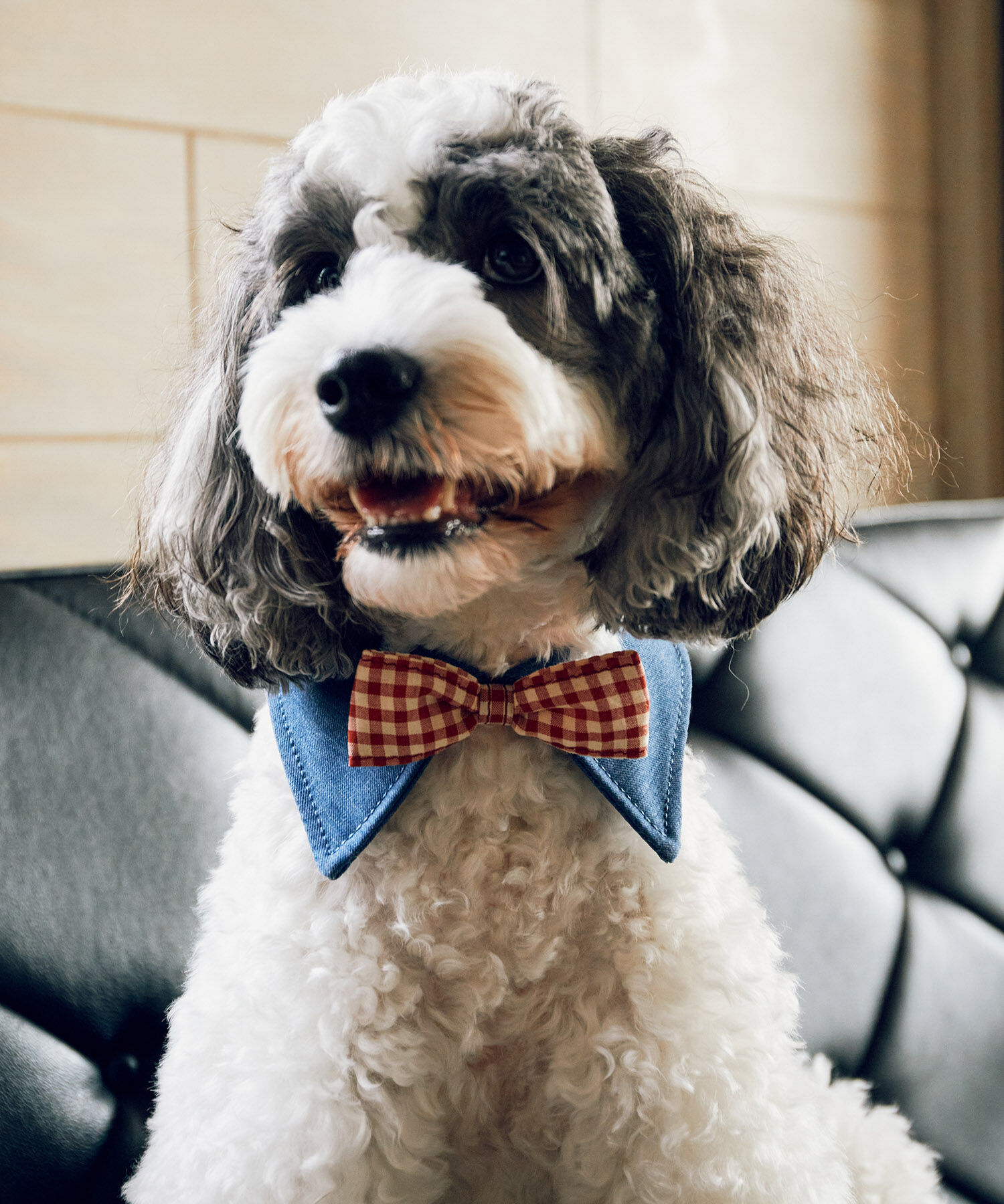 ROPE PICNIC PASSAGE「【comif(コミフ)&times;ROPE' PICNIC】【DOG】襟付き蝶ネクタイ」|その他|