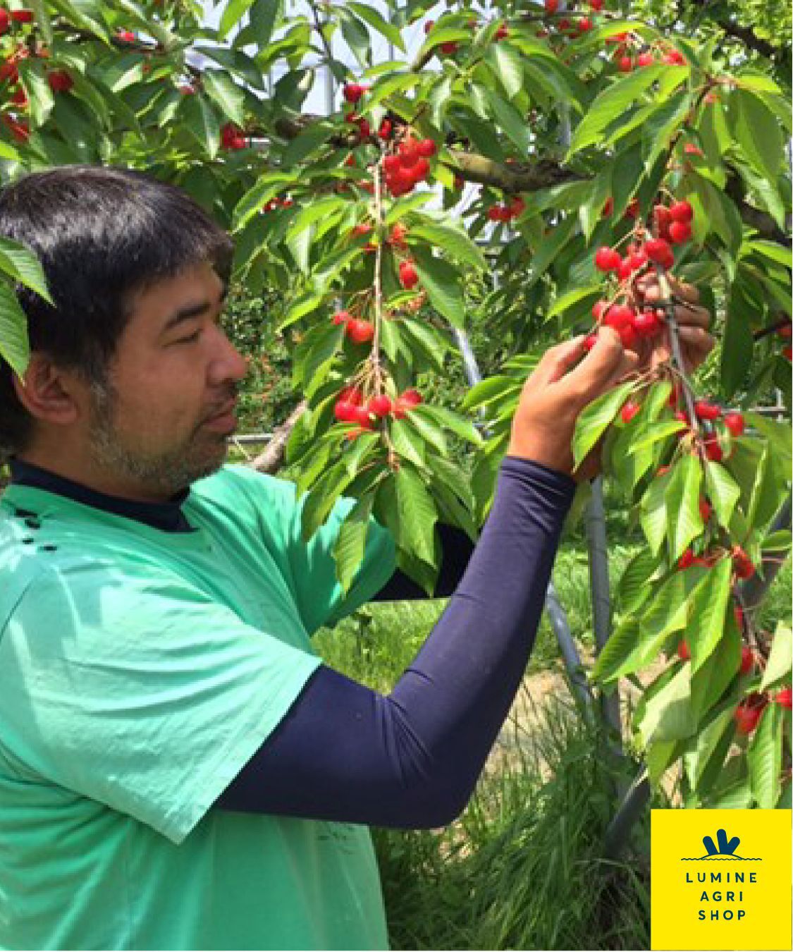 LUMINE AGRI SHOP「【L-FARMERS】化粧箱入山形直送！さくらんぼ2箱」|果物・野菜|