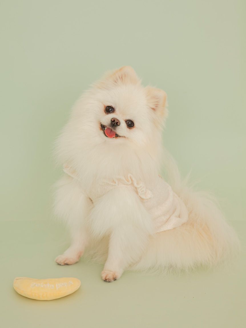  GELATO PIQUE CAT&DOG「【CAT&DOG】フルーツジャガードプルオーバー」|その他|