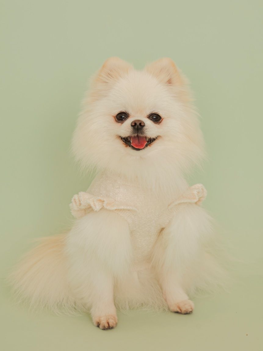  GELATO PIQUE CAT&DOG「【CAT&DOG】フルーツジャガードプルオーバー」|その他|
