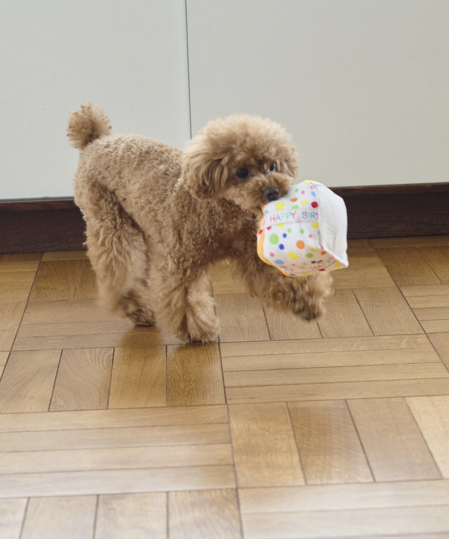 ROPE PICNIC PASSAGE「【DOG】birthday ギフトボックストイ」|その他|