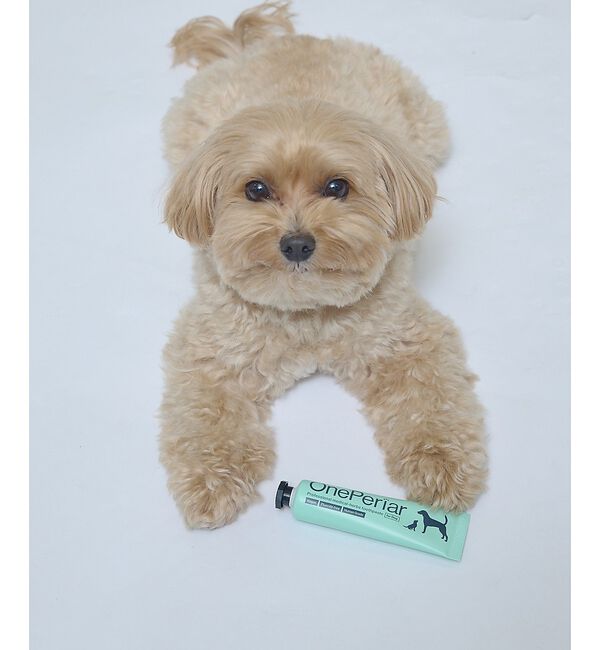 LOWELL things「★【OnePeriar】犬用歯磨きジェル【MATIE】」|その他|