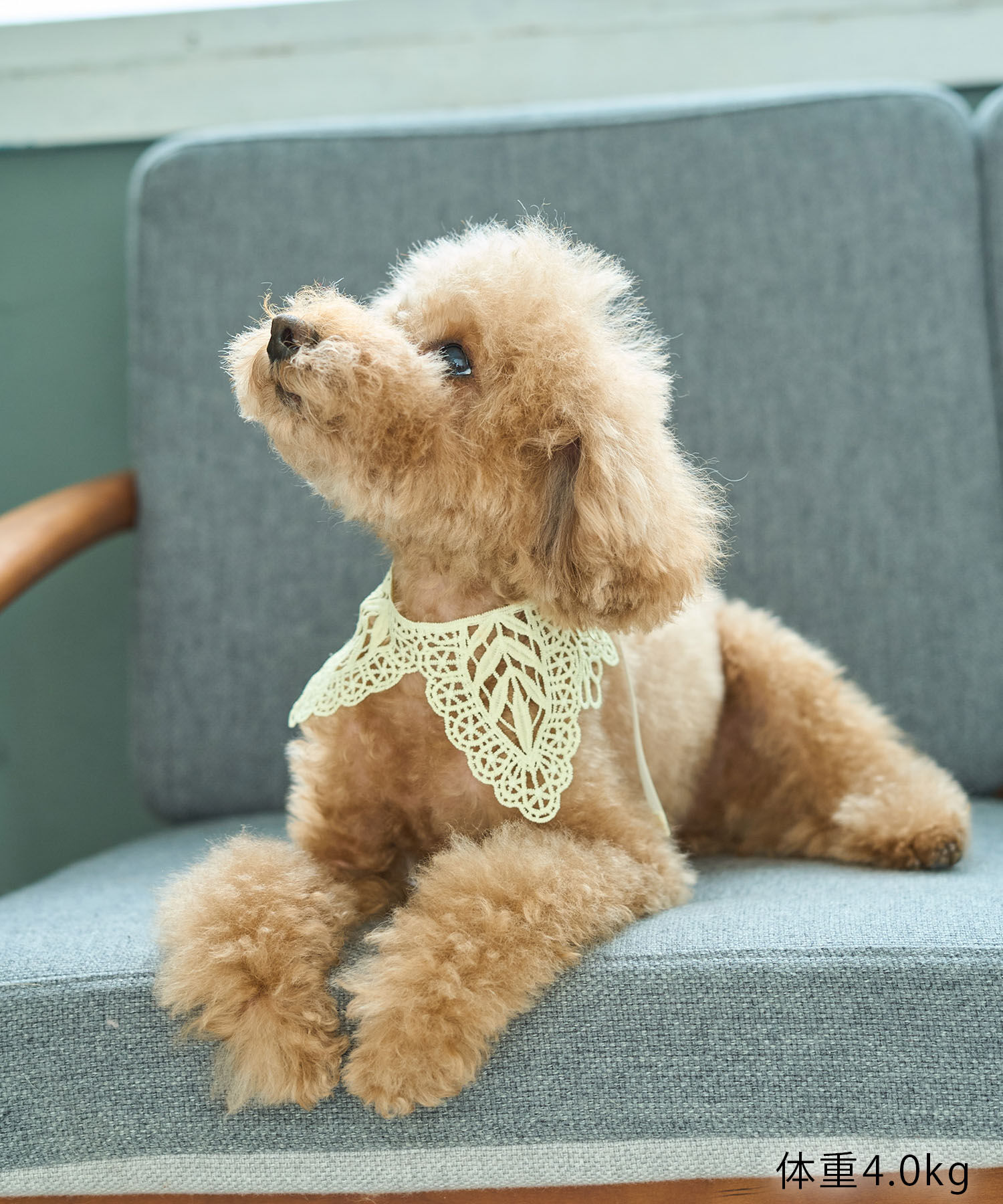 ROPE PICNIC PASSAGE「【DOG】レースつけ襟」|その他|
