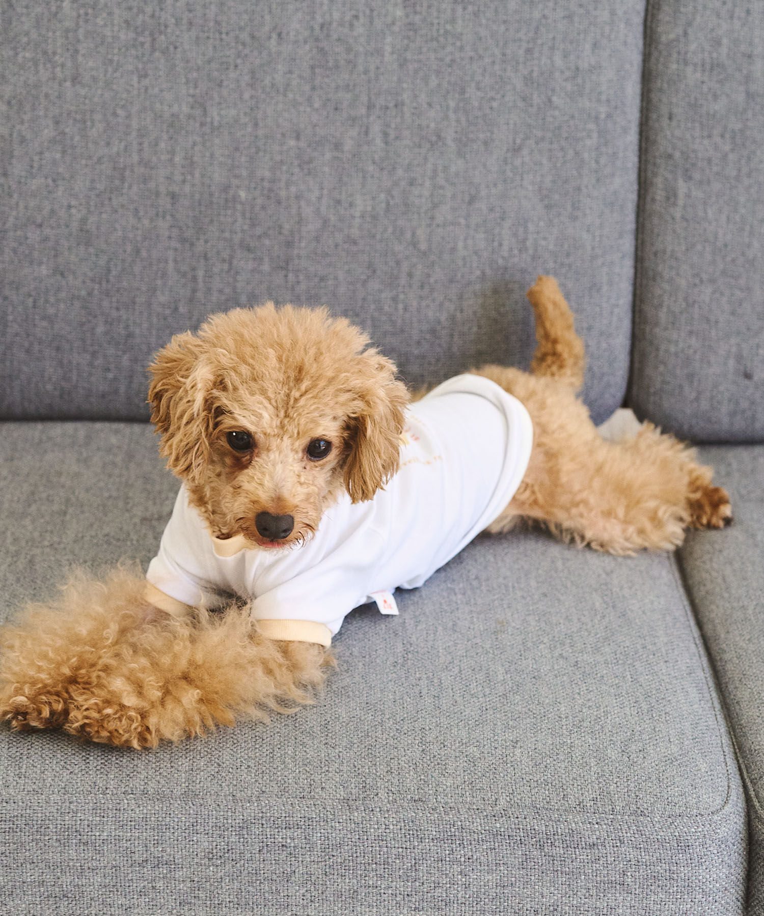ROPE PICNIC PASSAGE「【comif(コミフ)&times;ROPE' PICNIC】【DOG】バースデーミニタルトTシャツ」|その他|