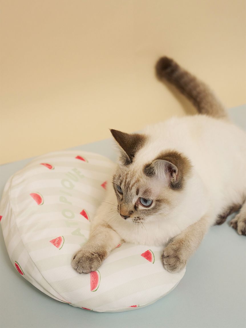  GELATO PIQUE CAT&DOG「【CAT&DOG】【接触冷感】【抗菌防臭】 Coolingピロー」|その他|