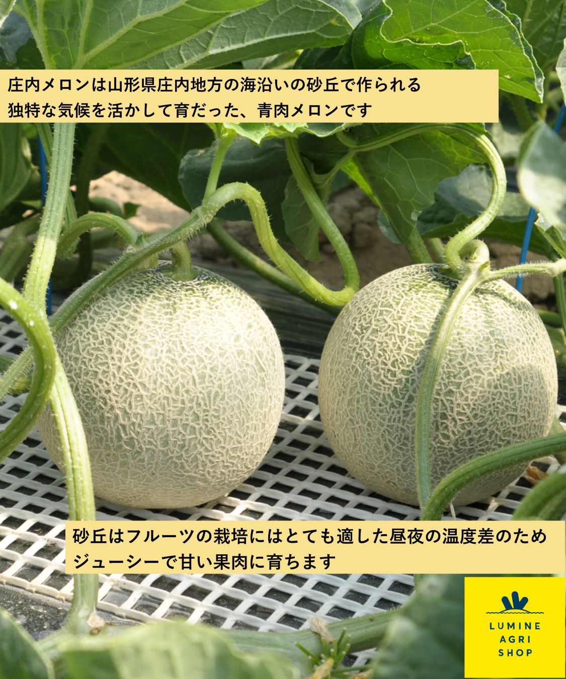 LUMINE AGRI SHOP「甘さ凝縮！山形生まれ砂丘育ちの庄内メロン2玉」|果物・野菜|