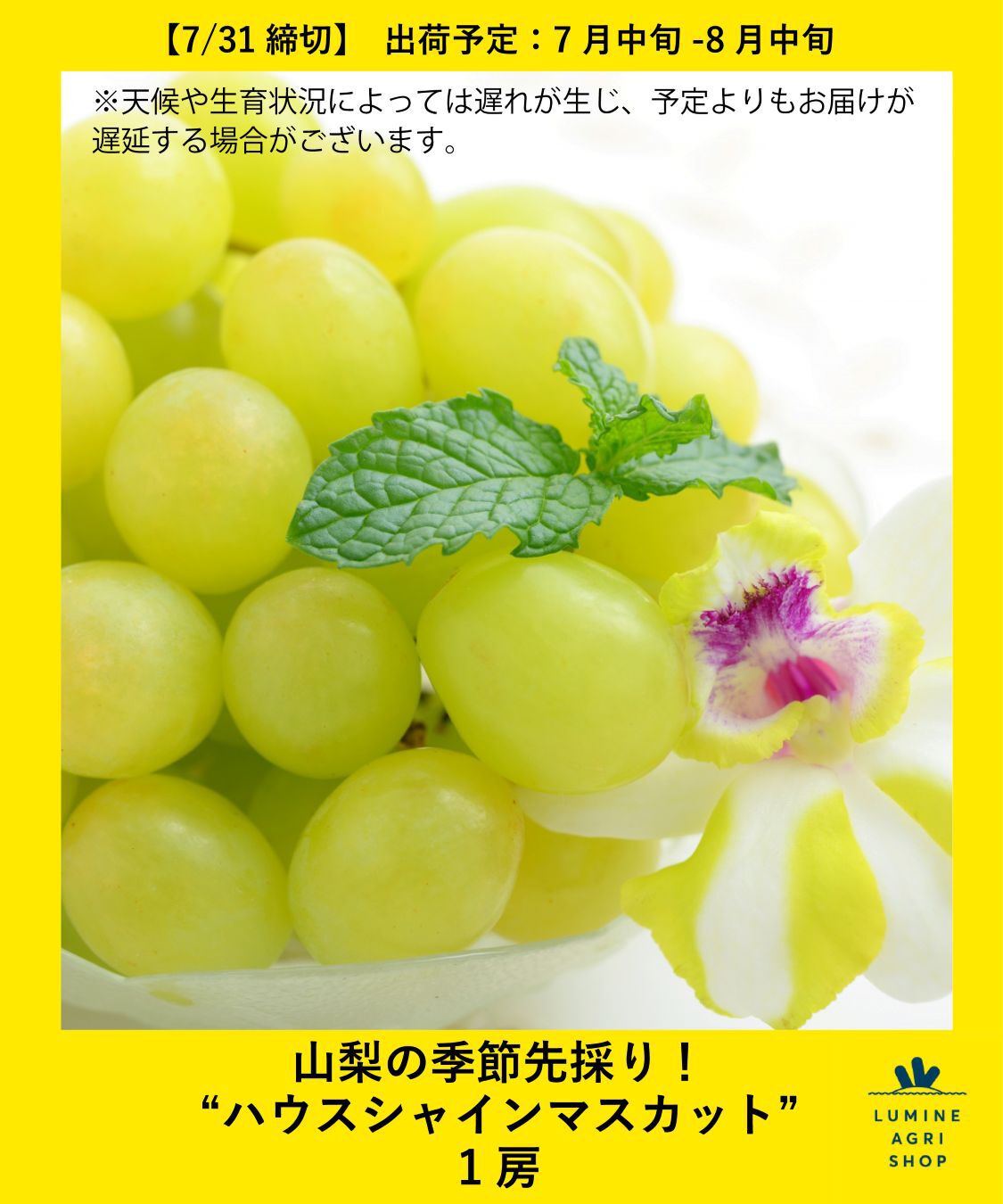 LUMINE AGRI SHOP「山梨季節先採り&ldquo;ハウスシャインマスカット&rdquo;1房」|果物・野菜|その他