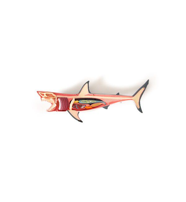 BEAMS「4D MASTER / ANIMAL ANATOMY」|その他|