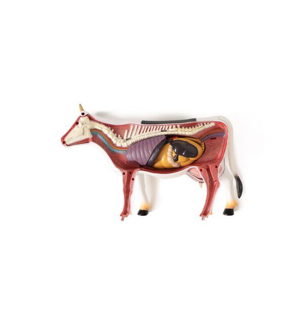 BEAMS「4D MASTER / ANIMAL ANATOMY」|その他|