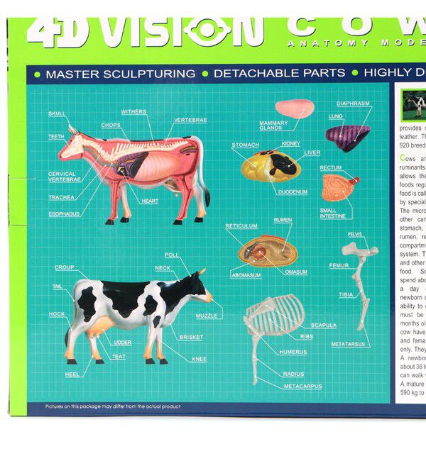 BEAMS「4D MASTER / ANIMAL ANATOMY」|その他|