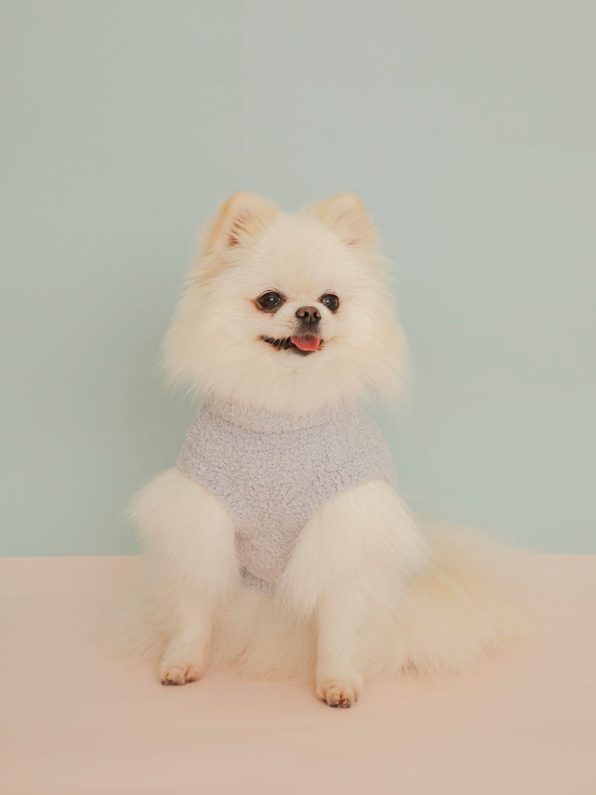  GELATO PIQUE CAT&DOG「【CAT&DOG】ポメラニアジャガードプルーバー」|その他|