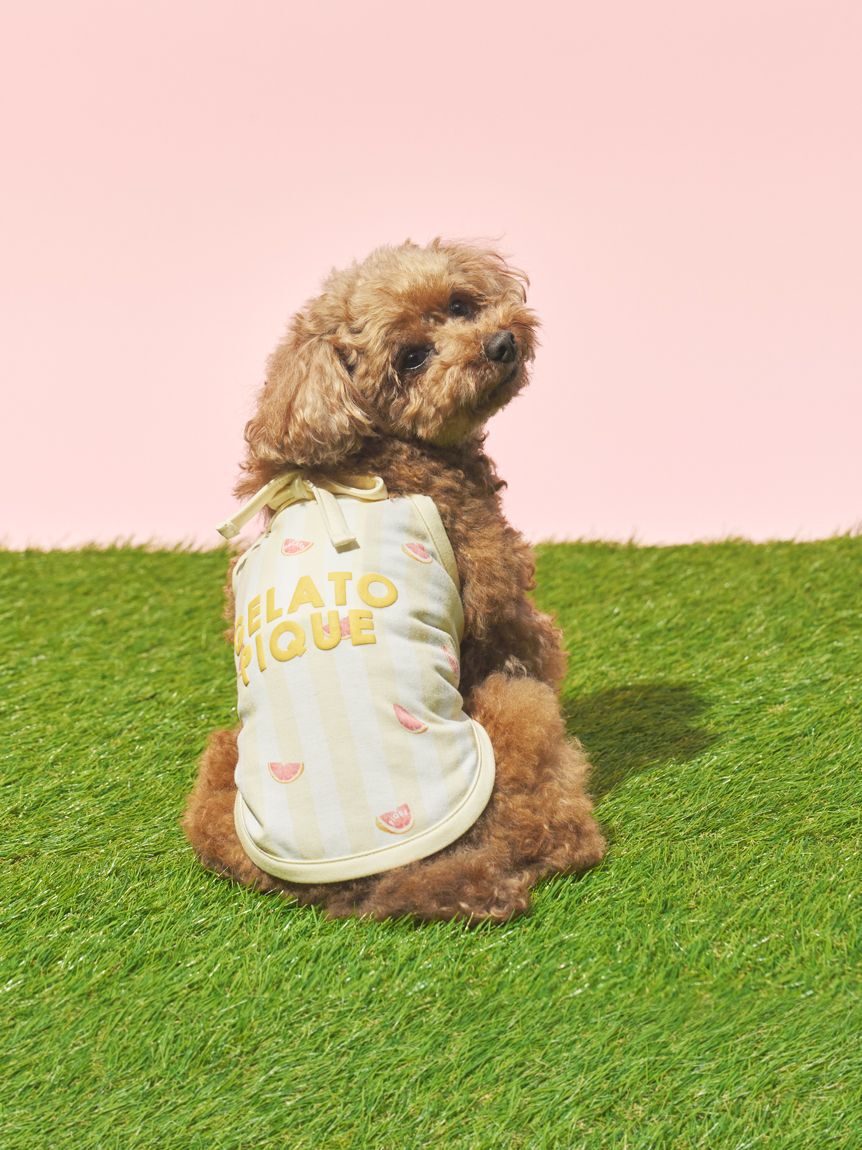 GELATO PIQUE CAT&DOG「【CAT&DOG】【接触冷感】 ストライプ柄Coolingプルオーバー」|その他|YEL