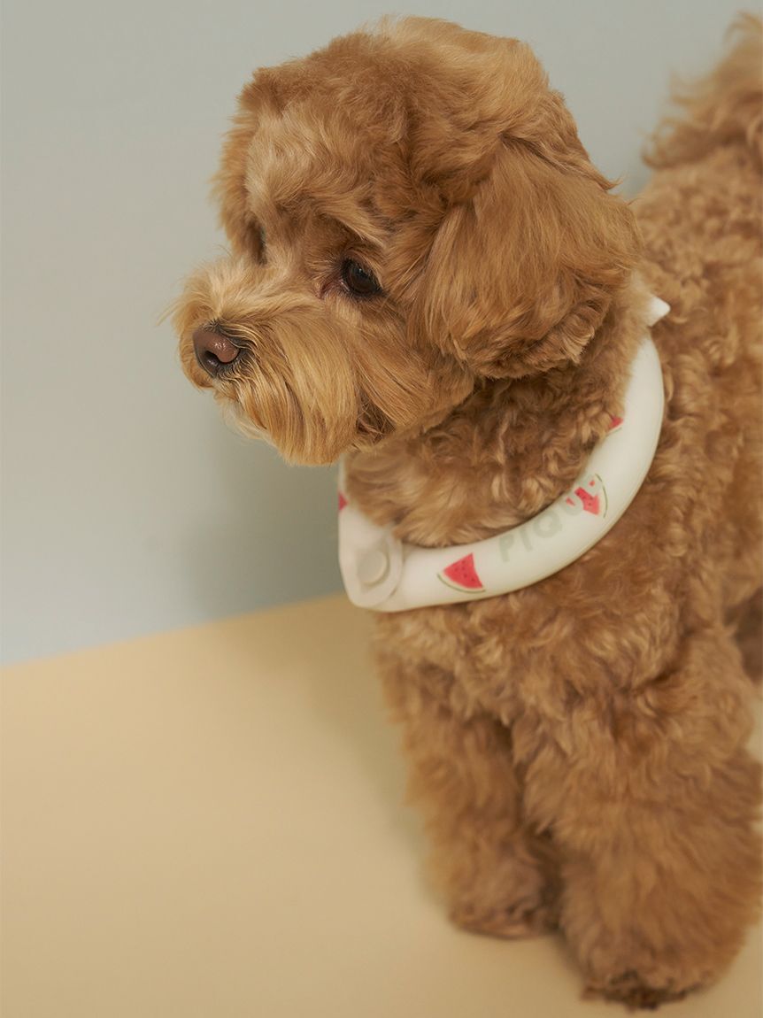  GELATO PIQUE CAT&DOG「【CAT&DOG】サマーモチーフ柄Coolingネックリング」|その他|