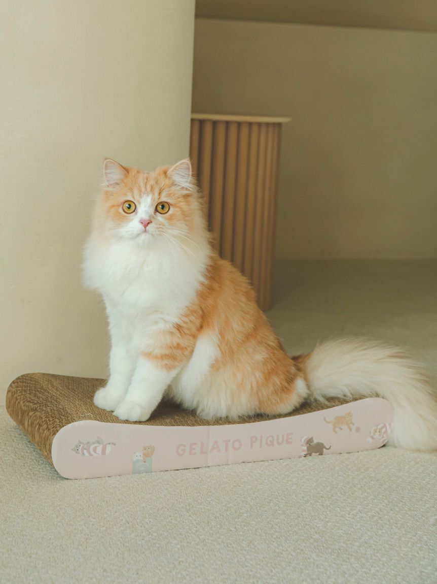  GELATO PIQUE CAT&DOG「【CAT&DOG】ねこ柄つめとぎ」|その他|