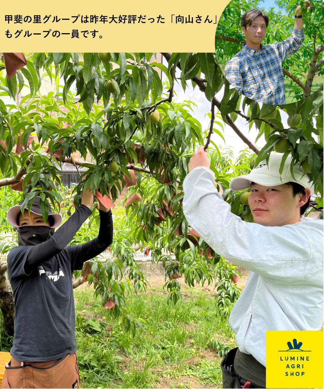 LUMINE AGRI SHOP「【エシカーニバル】すえっこピーチ　9-12玉」|果物・野菜|