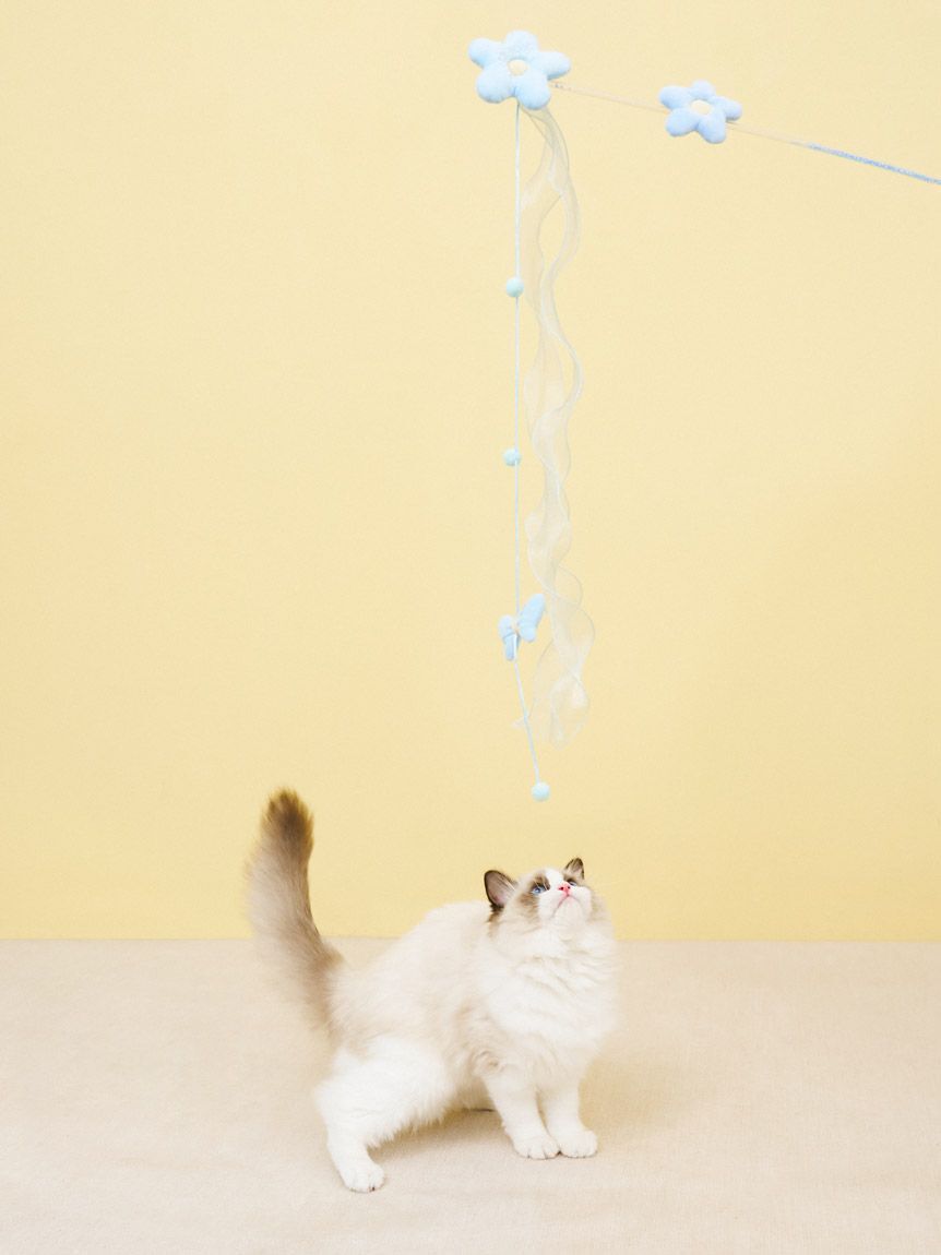 GELATO PIQUE CAT&DOG「【CAT&DOG】フラワーモチーフねこじゃらし」|その他|