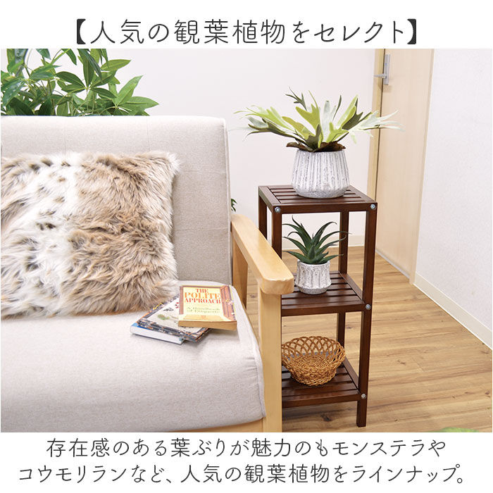 BACKYARD FAMILY「光触媒 人工観葉植物 通販 フェイクグリーン インテリアグリーン イミテーショングリーン」|その他|