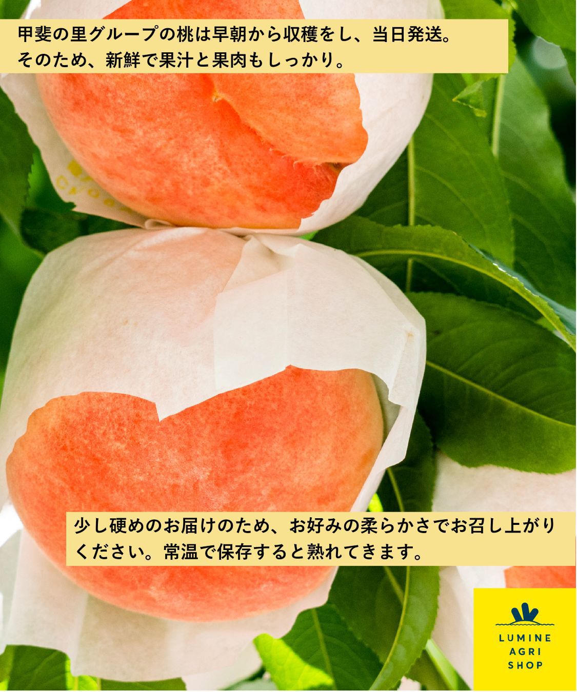 LUMINE AGRI SHOP「【L-FARMERS】甲斐の里グループの朝採れ山梨白桃8-12玉」|果物・野菜|