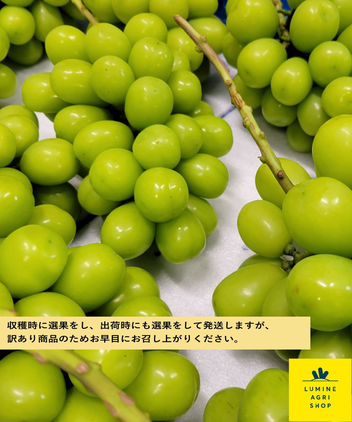 LUMINE AGRI SHOP「【のびのび応援便】山梨甲斐の里ｸﾞﾙｰﾌﾟｼｬｲﾝﾏｽｶｯﾄ」|果物・野菜|
