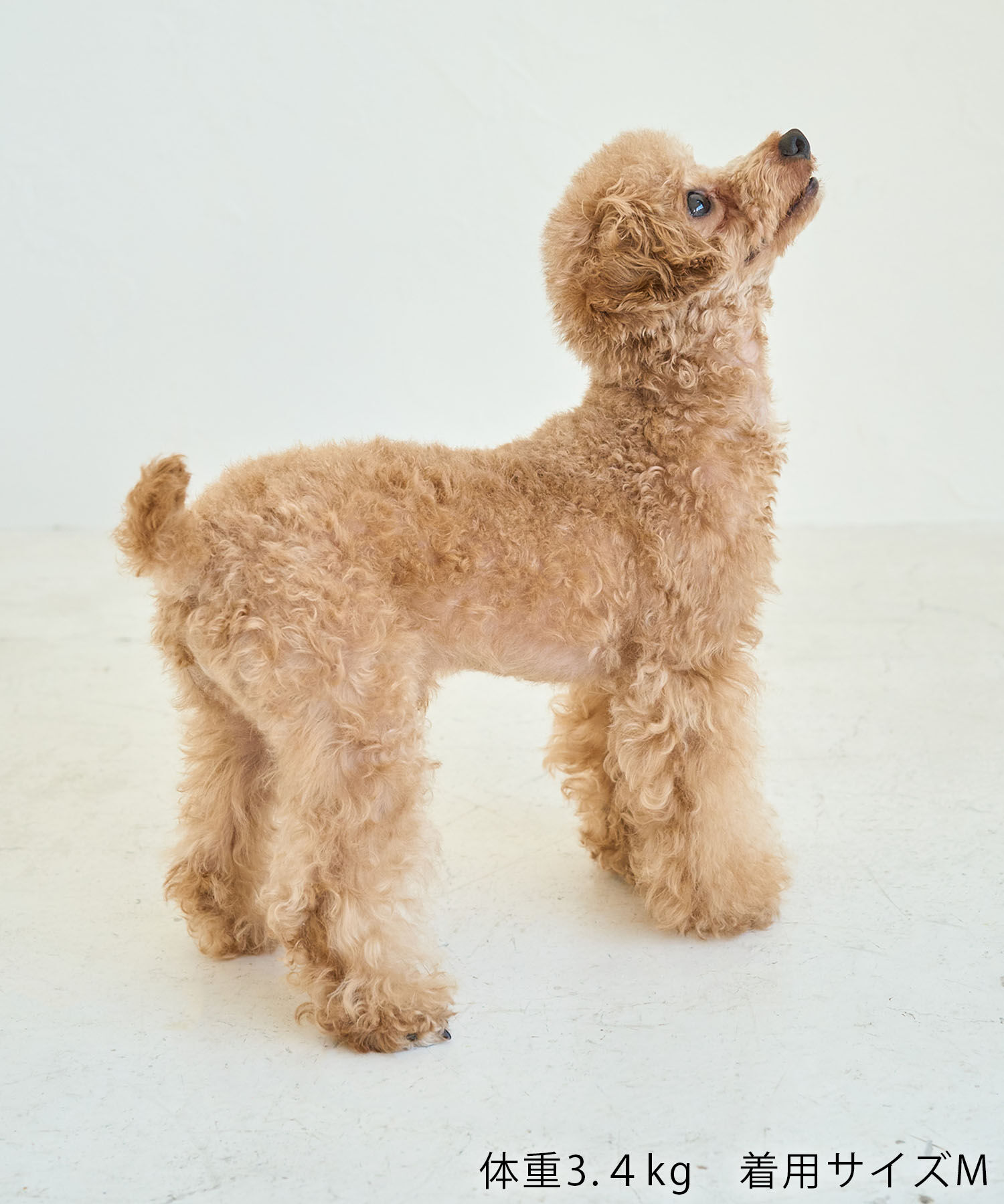 ROPE PICNIC PASSAGE「【comif(コミフ)&times;ROPE' PICNIC】【DOG】バースデーミニタルトTシャツ」|その他|