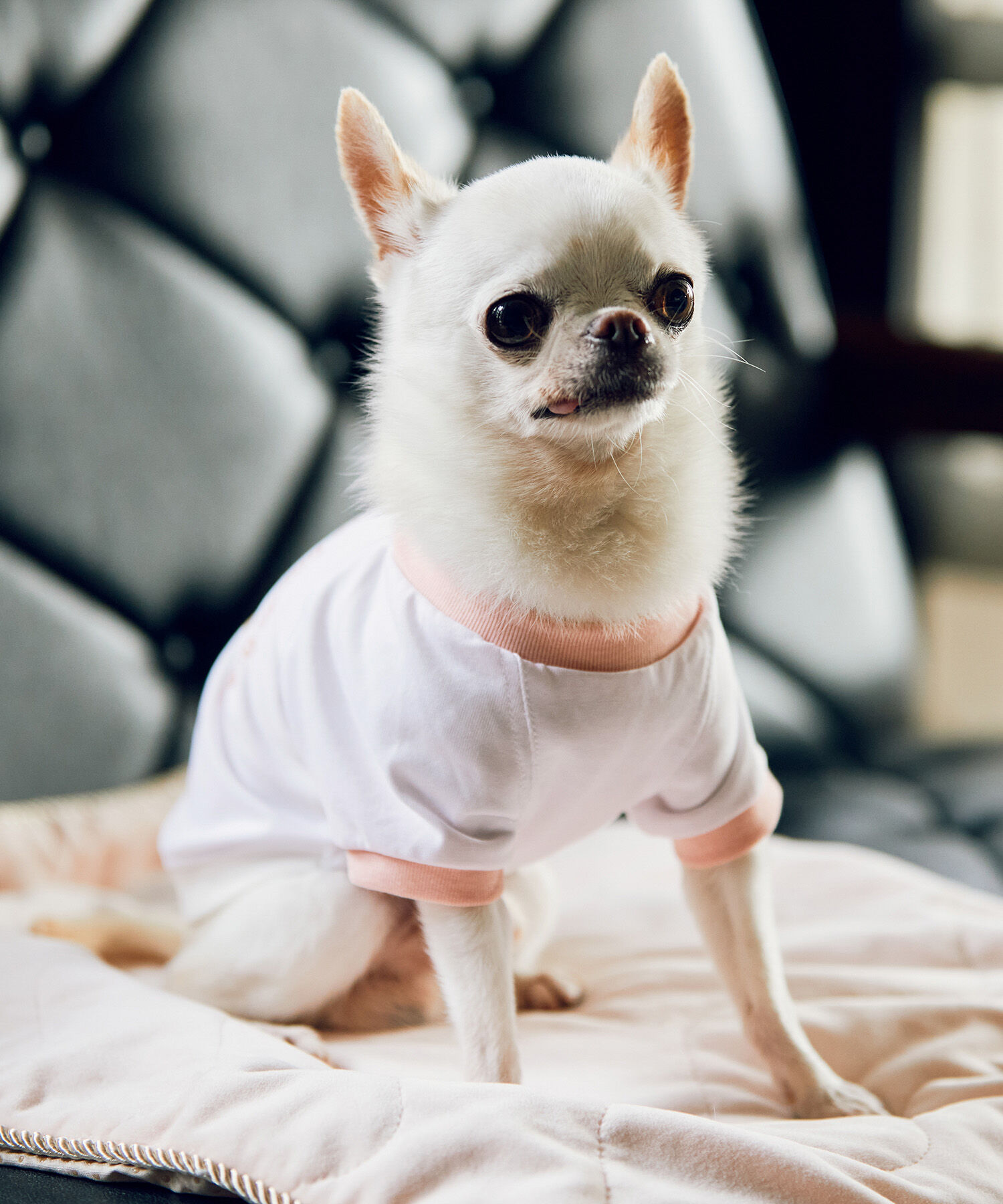 ROPE PICNIC PASSAGE「【comif(コミフ)&times;ROPE' PICNIC】【DOG】バースデーミニタルトTシャツ」|その他|